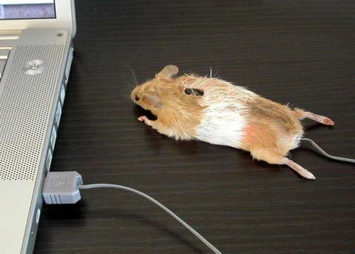 Autentico ratón para PC, con un toque taxidermista